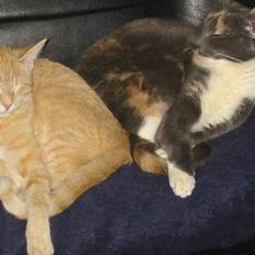 Blanding af racer Mons