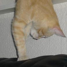 Blanding af racer Mons