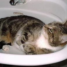 Blanding af racer Victoria Beckham