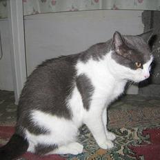 Blanding af racer Mis<3