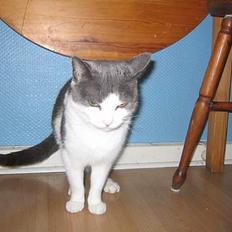 Blanding af racer Mis<3