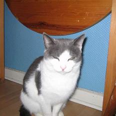 Blanding af racer Mis<3