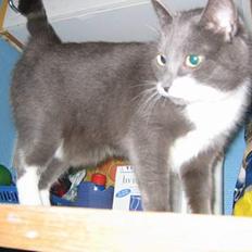 Blanding af racer Freja