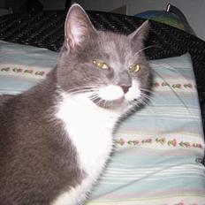 Blanding af racer Freja