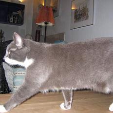 Blanding af racer Freja