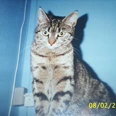 Blanding af racer Speedy