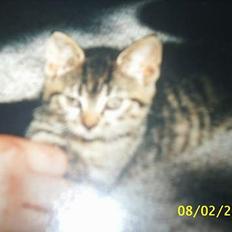 Blanding af racer Speedy