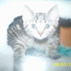 Blanding af racer Speedy