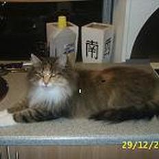 Norsk Skovkat My Joys Alberte