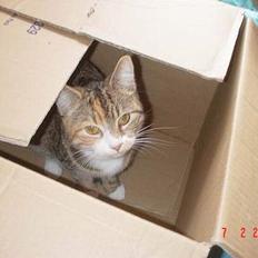 Blanding af racer Celine *solgt*