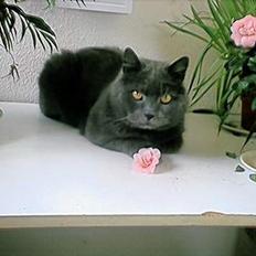 Blanding af racer Daffy