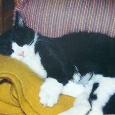 Blanding af racer Tott