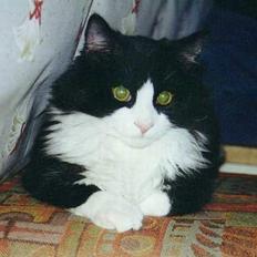 Blanding af racer Tott