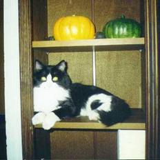 Blanding af racer Tott