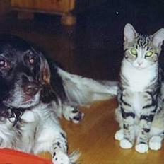 Blanding af racer mozart