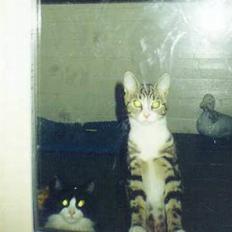 Blanding af racer mozart