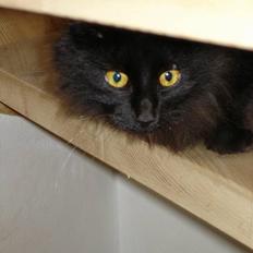 Blanding af racer Markus