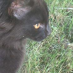 Blanding af racer Markus