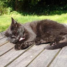 Blanding af racer Markus