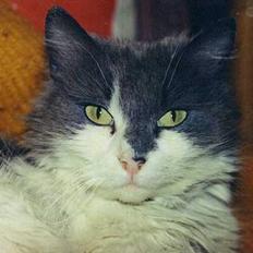 Blanding af racer frida