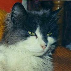 Blanding af racer frida