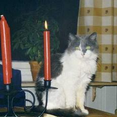 Blanding af racer frida