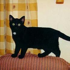 Blanding af racer Charlie