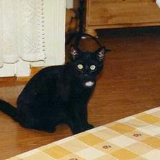 Blanding af racer Charlie