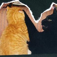 Blanding af racer Charlie