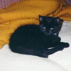 Blanding af racer choco