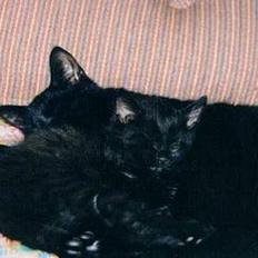 Blanding af racer choco