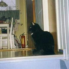 Blanding af racer choco