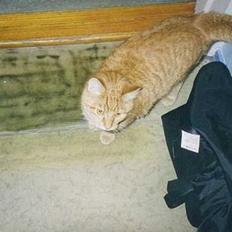 Blanding af racer Tigergutt