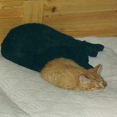 Blanding af racer Tigergutt