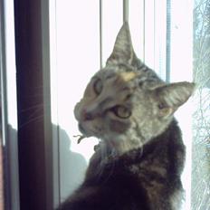 Huskat Beauthy *DØD-2006*