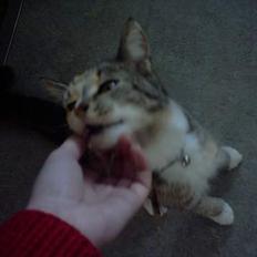 Huskat Beauthy *DØD-2006*