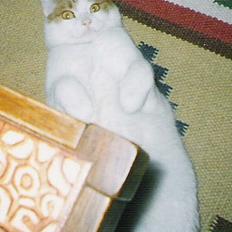 Blanding af racer Freja *Død den 8/9-08*