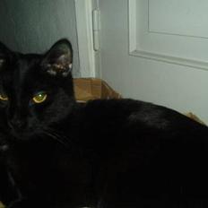 Blanding af racer max