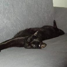 Blanding af racer max