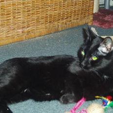 Blanding af racer max