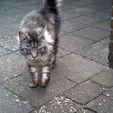 Maine Coon mysli