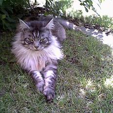 Maine Coon mysli