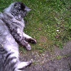 Maine Coon mysli