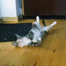 Blanding af racer Gizmo