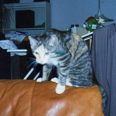 Blanding af racer Gizmo