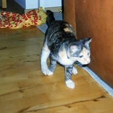 Blanding af racer Gizmo