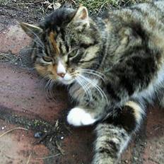 Blanding af racer Ganja