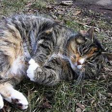 Blanding af racer Ganja