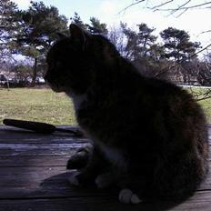 Blanding af racer Ganja