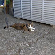 Blanding af racer Mille RIP :-(